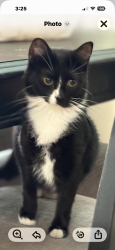 Lost Female Cat last seen Wagon wheel road, Springdale, AR 72764