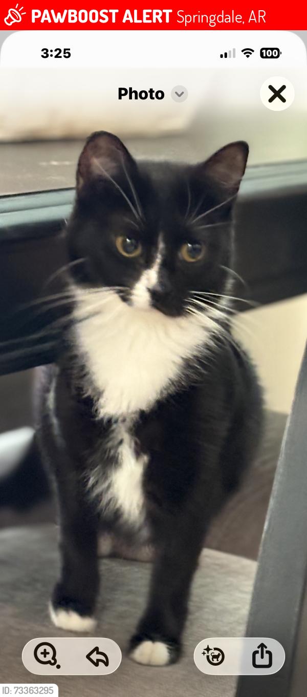 Lost Female Cat last seen Wagon wheel road, Springdale, AR 72764