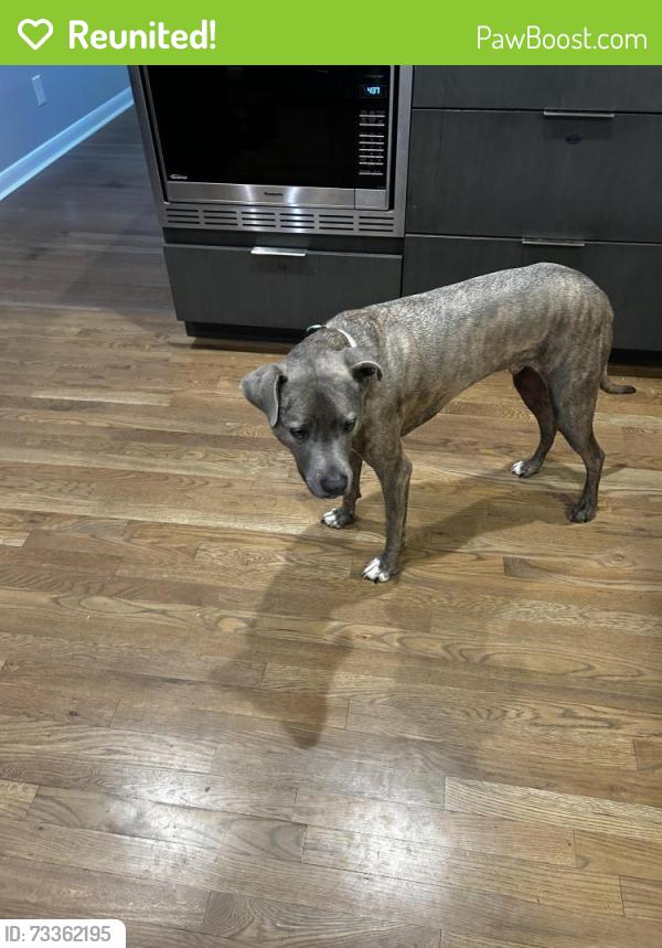 Reunited Male Dog last seen LaVista and Pangborn, DeKalb County, GA 30033
