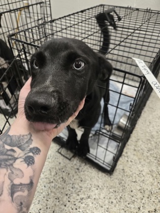 Shelter Stray Female Dog last seen Near Willis Mill Rd, Atlanta, GA, 1251 Fulton Industrial Blvd NW, Atlanta, GA 30336, USA