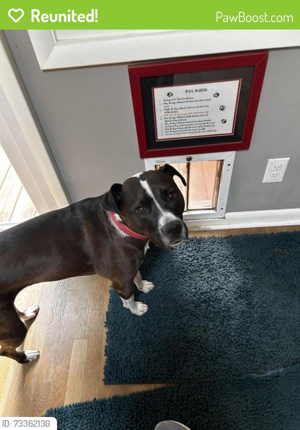 Reunited Female Dog last seen LaVista and Pangborn, DeKalb County, GA 30033