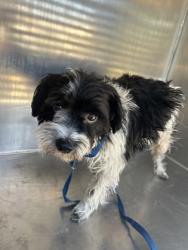 Shelter Stray Male Dog last seen Near BASKETWEAVER LN, North District,, 355 Hillshire Dr, Haslet, TX 76052, USA