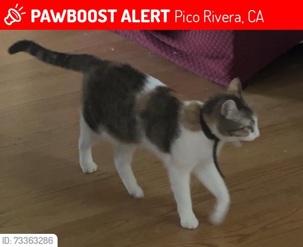 Lost Female Cat last seen Slauson / Rosemead, Pico Rivera, CA 90660