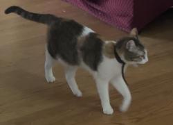 Lost Female Cat last seen Slauson / Rosemead, Pico Rivera, CA 90660