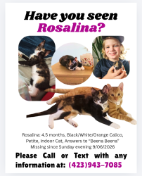 Lost Female Cat last seen Near Lester Heights Rd, Gray, TN 37615