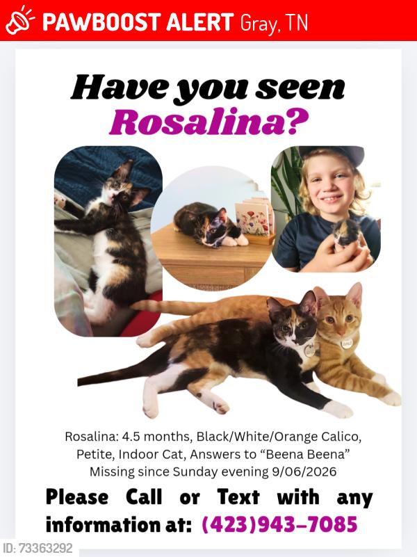 Lost Female Cat last seen Near Lester Heights Rd, Gray, TN 37615