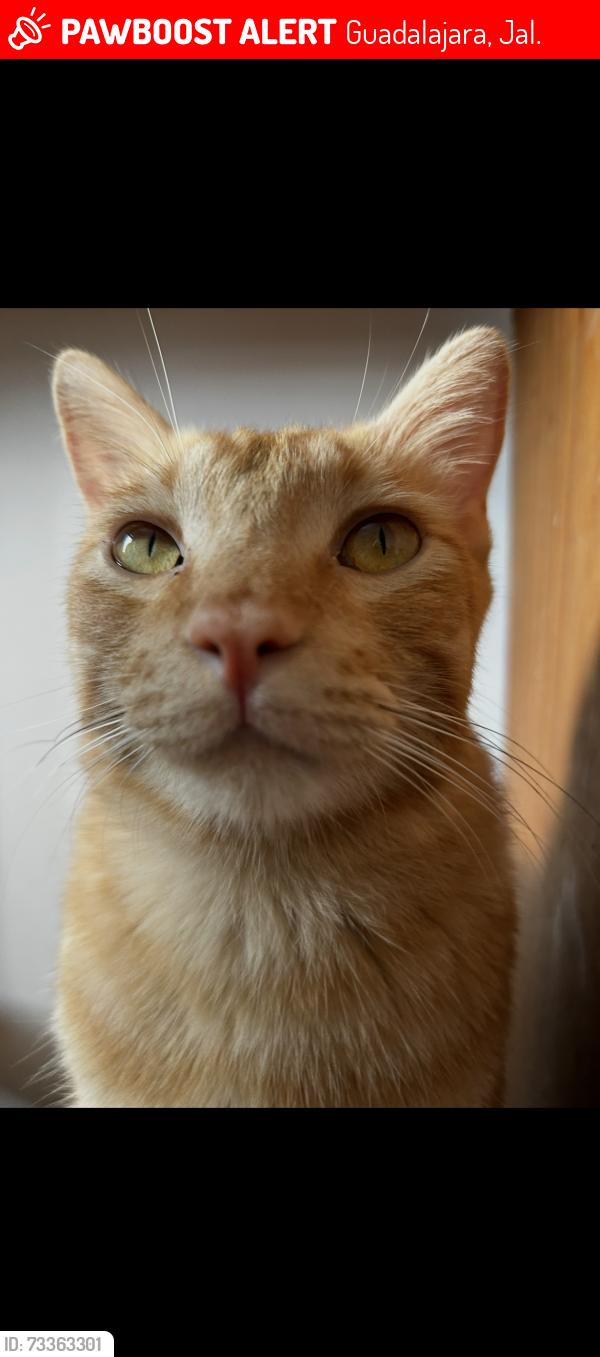 Lost Male Cat last seen Monte tabor, Guadalajara, Jal. 