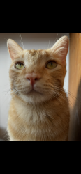 Lost Male Cat last seen Monte tabor, Guadalajara, Jal. 