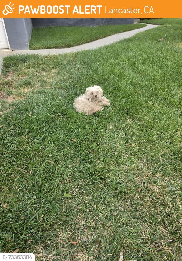 Found/Stray Female Dog last seen Ave I & 10th st, Lancaster, CA 93534