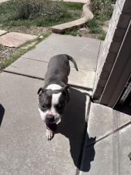 Found/Stray Female Dog last seen North carefree/springs ranch, Colorado Springs, CO 80922