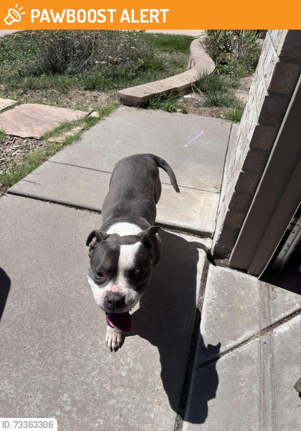 Found/Stray Female Dog last seen North carefree/springs ranch, Colorado Springs, CO 80922