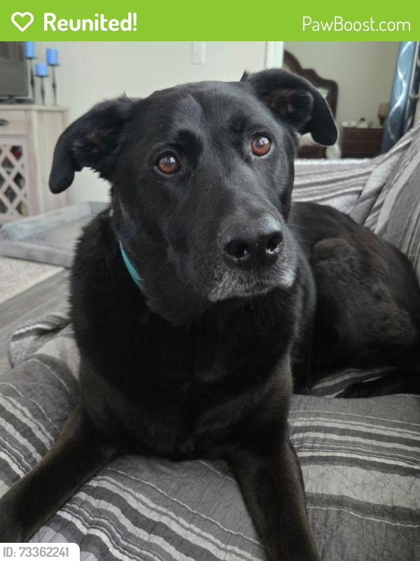 Reunited Male Dog last seen Near Latham Way, Denver, NC, Denver, NC 28037