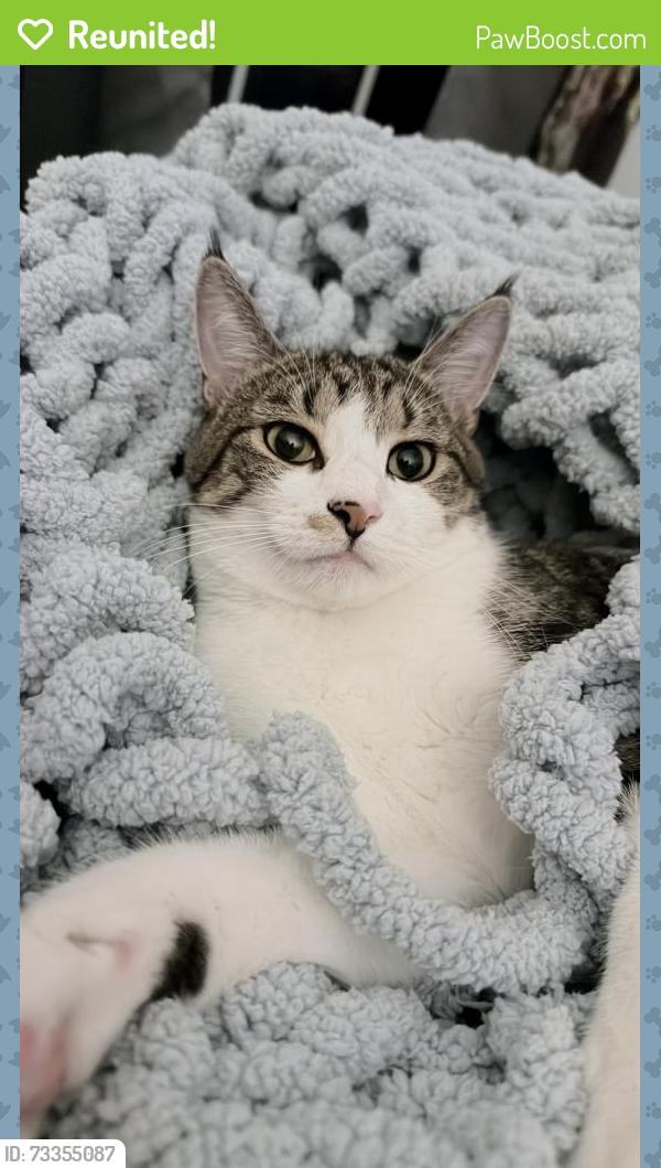 Reunited Male Cat last seen Williamson Reserve, Knightdale, NC 27545