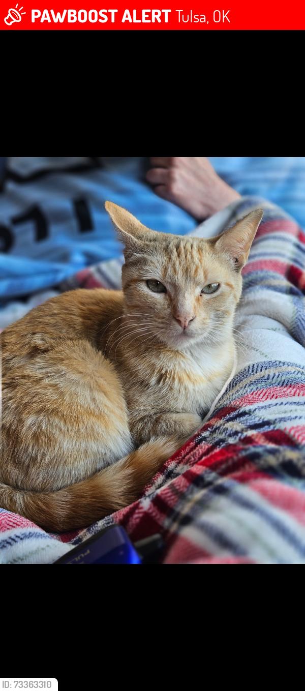 Lost Female Cat last seen Rockford and 11th, Tulsa, OK 74120