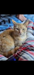 Lost Female Cat last seen Rockford and 11th, Tulsa, OK 74120