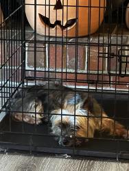 Found/Stray Male Dog last seen Roswell Road, Sandy Springs, GA 30350