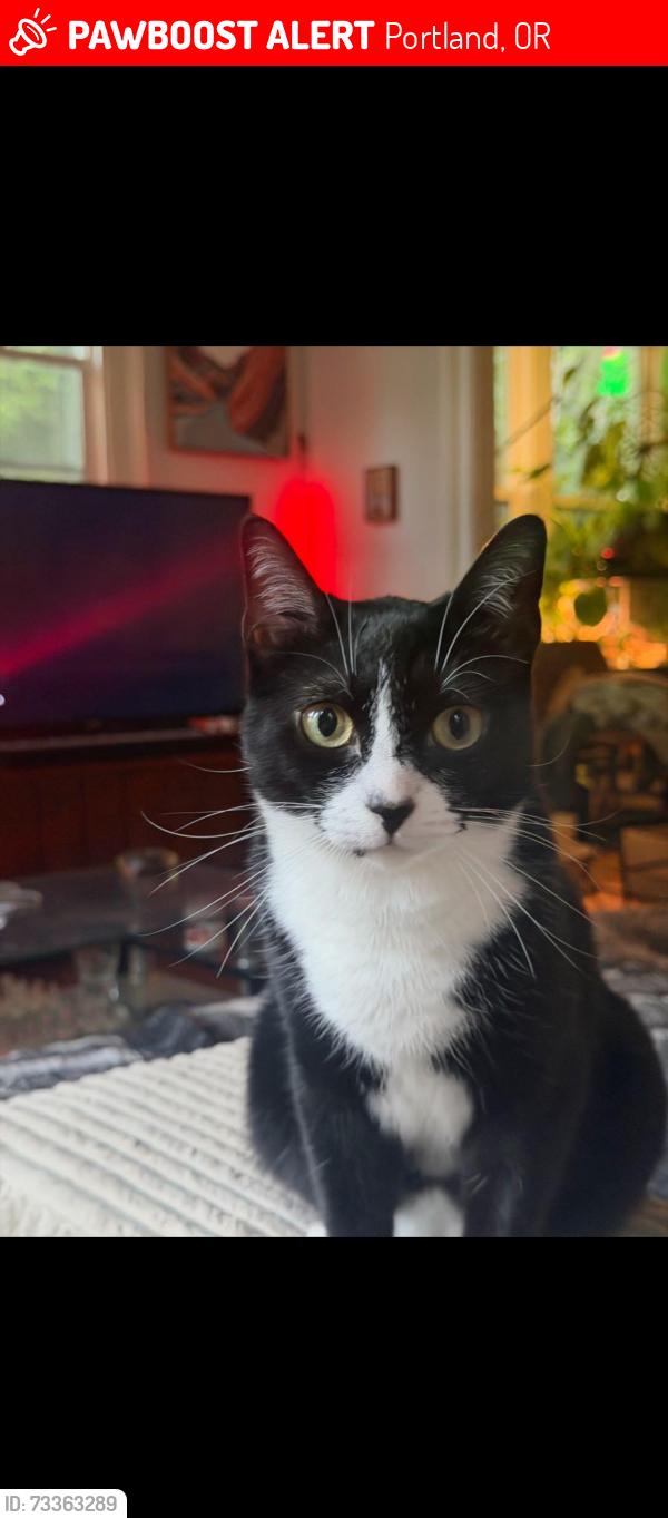 Lost Female Cat last seen hse between Prost and The Rambler, Portland, OR 97217