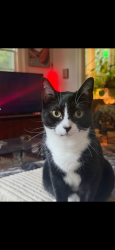 Lost Female Cat last seen hse between Prost and The Rambler, Portland, OR 97217