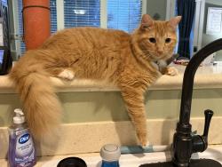 Lost Male Cat last seen Sonoma Del Norte and desert springs, Riata Ranch, TX 77095