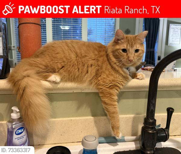 Lost Male Cat last seen Sonoma Del Norte and desert springs, Riata Ranch, TX 77095