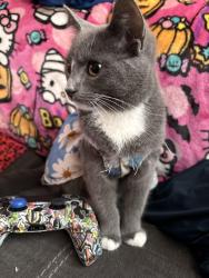 Lost Female Cat last seen Was last seen in the neighborhood of 2521 s Washington, Wichita, KS 67216