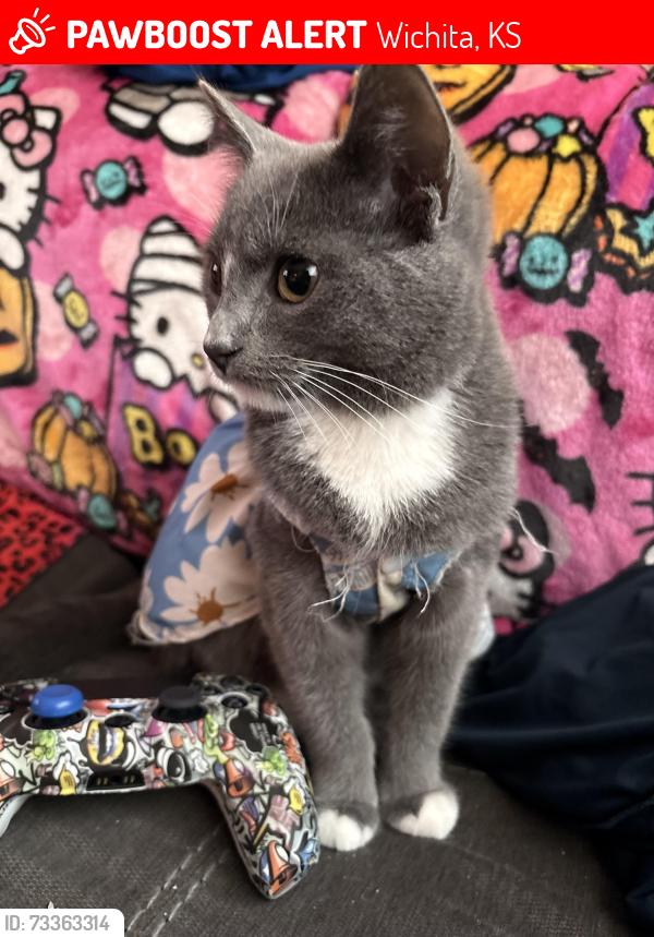 Lost Female Cat last seen Was last seen in the neighborhood of 2521 s Washington, Wichita, KS 67216