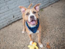Shelter Stray Male Dog last seen NEW YORK, NY, 10029, 326 E 110th St, New York, NY 10029, USA