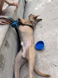 Shelter Stray Male Dog last seen Propsect Avenue, BRONX, NY, 10457, 326 E 110th St, New York, NY 10029, USA