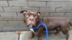 Shelter Stray Female Dog last seen Near Eastchester Road, BRONX, NY, 10461, 326 E 110th St, New York, NY 10029, USA