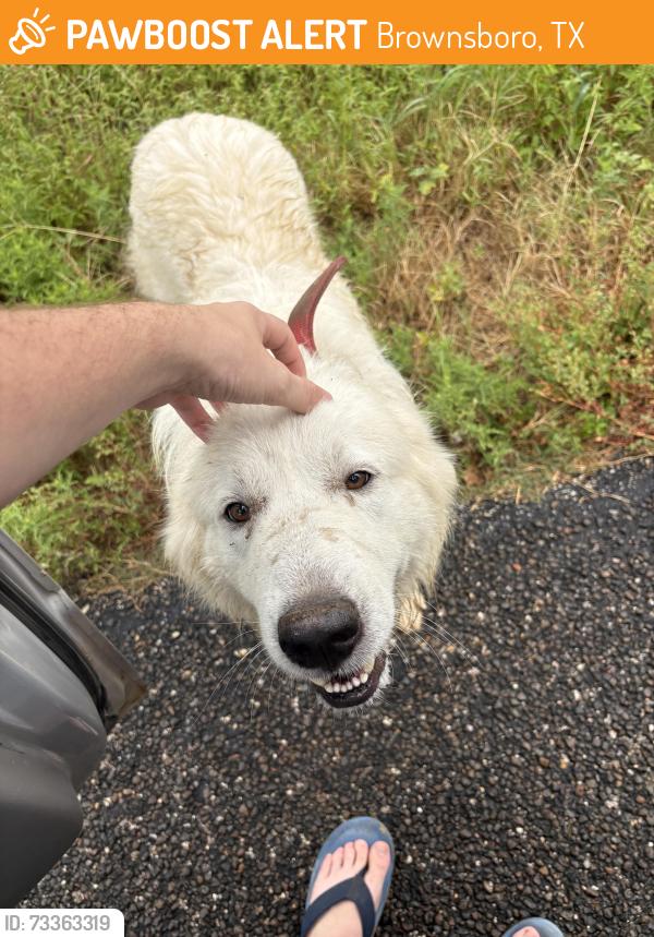 Found/Stray Male Dog last seen Highway 31 between chandler and brownsboro, Brownsboro, TX 75756