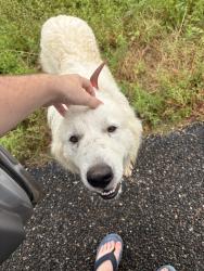 Found/Stray Male Dog last seen Highway 31 between chandler and brownsboro, Brownsboro, TX 75756