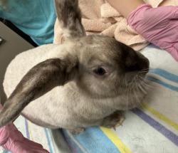 Shelter Stray Female Rabbit last seen Near Greenfield Drive, El Cajon, CA, 92019, El Cajon, CA 92020, USA
