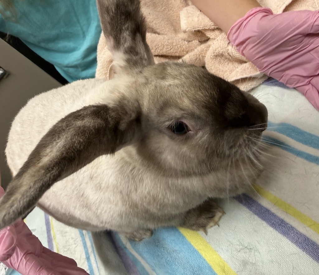 Shelter Stray Female Rabbit last seen Near Greenfield Drive, El Cajon, CA, 92019, El Cajon, CA 92020, USA