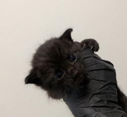 Shelter Stray Female Cat last seen found in bush, San Diego, CA, 92111, 5500 Gaines St, San Diego, CA 92110, USA