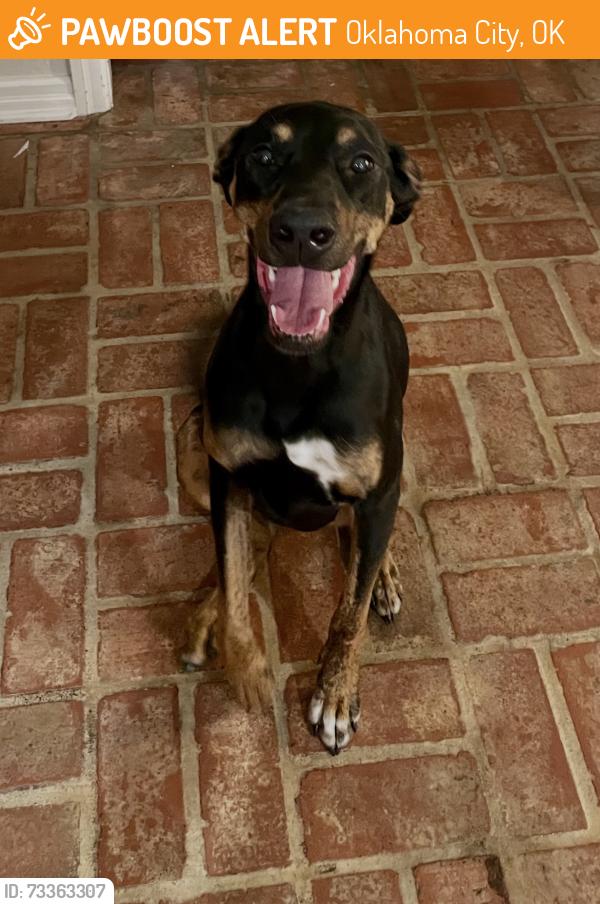 Found/Stray Female Dog last seen Willow Brook Rd. and Quail Creek Rd., Oklahoma City, OK 73120