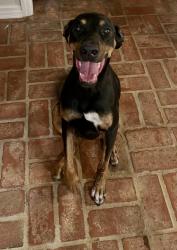 Found/Stray Female Dog last seen Willow Brook Rd. and Quail Creek Rd., Oklahoma City, OK 73120