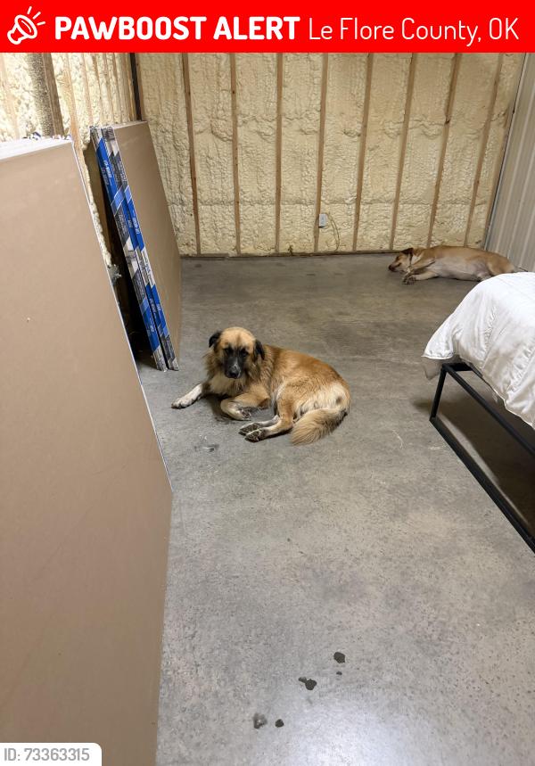 Lost Male Dog last seen Near Block of 445th Street by the dirt road, Le Flore County, OK 74937