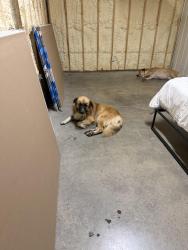 Lost Male Dog last seen Near Block of 445th Street by the dirt road, Le Flore County, OK 74937