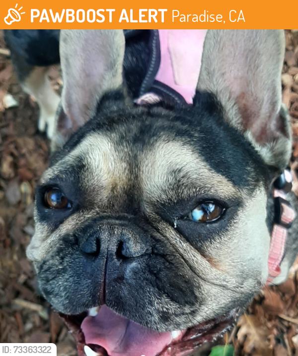 Found/Stray Unknown Dog last seen Oliver and Skyway, Paradise, CA 95969
