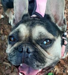 Found/Stray Unknown Dog last seen Oliver and Skyway, Paradise, CA 95969