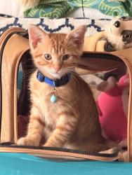 Lost Male Cat last seen Newport and New Lots, Brooklyn, NY 11207