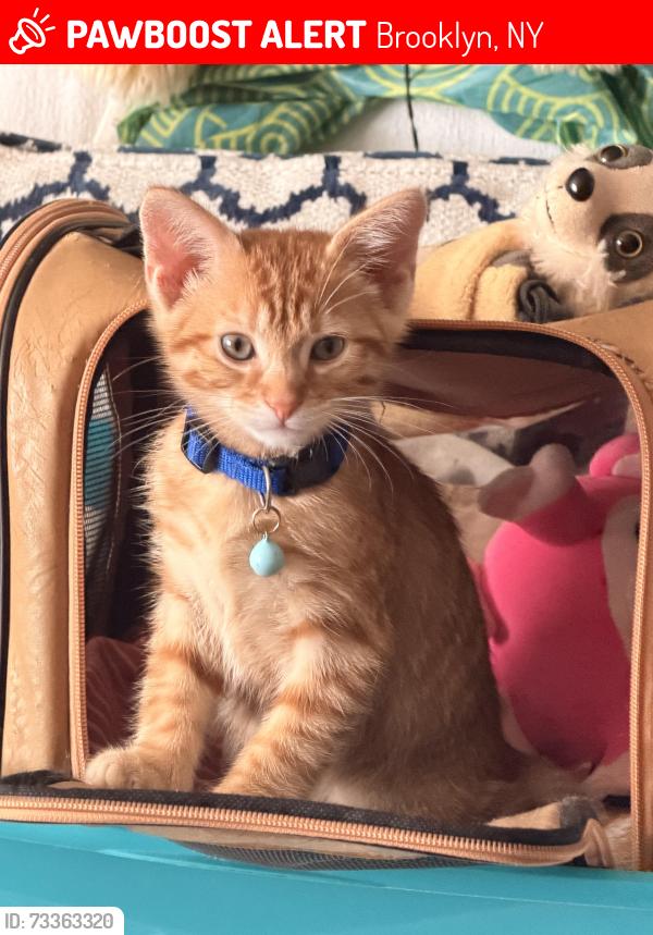 Lost Male Cat last seen Newport and New Lots, Brooklyn, NY 11207