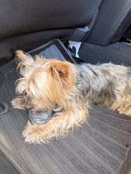 Found/Stray Female Dog last seen Lark ellen ave w, Covina, CA 91722