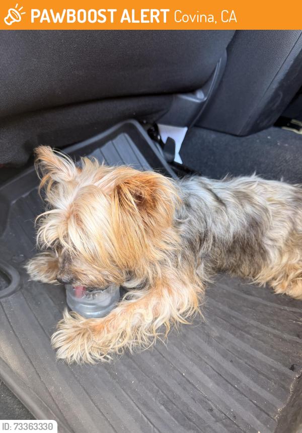 Found/Stray Female Dog last seen Lark ellen ave w, Covina, CA 91722