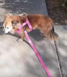 Lost Female Dog last seen Near s Calle sahuaro Guadalupeaz 85283, Guadalupe, AZ 85283