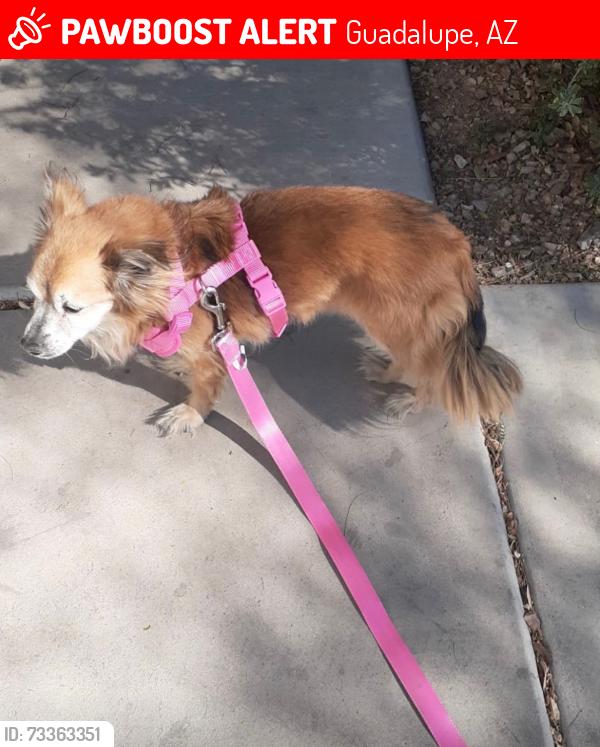 Lost Female Dog last seen Near s Calle sahuaro Guadalupeaz 85283, Guadalupe, AZ 85283