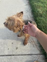 Reunited Male Dog last seen Sundew bend dr, Atascocita, TX 77346