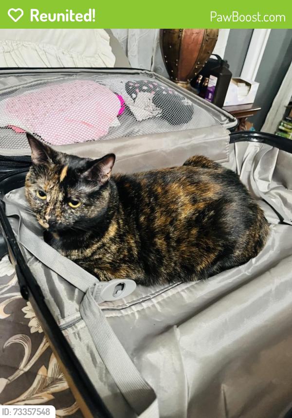 Reunited Female Cat last seen Toni court, Hurst, TX 76054
