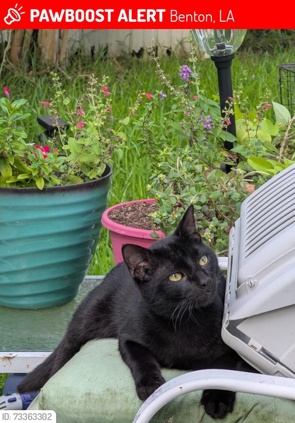 Lost Male Cat last seen Brookshires, Benton, LA 71006