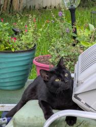 Lost Male Cat last seen Brookshires, Benton, LA 71006